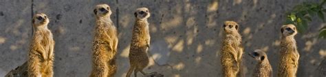 cotswold wildlife park webcam|Live Meerkat Webcam 